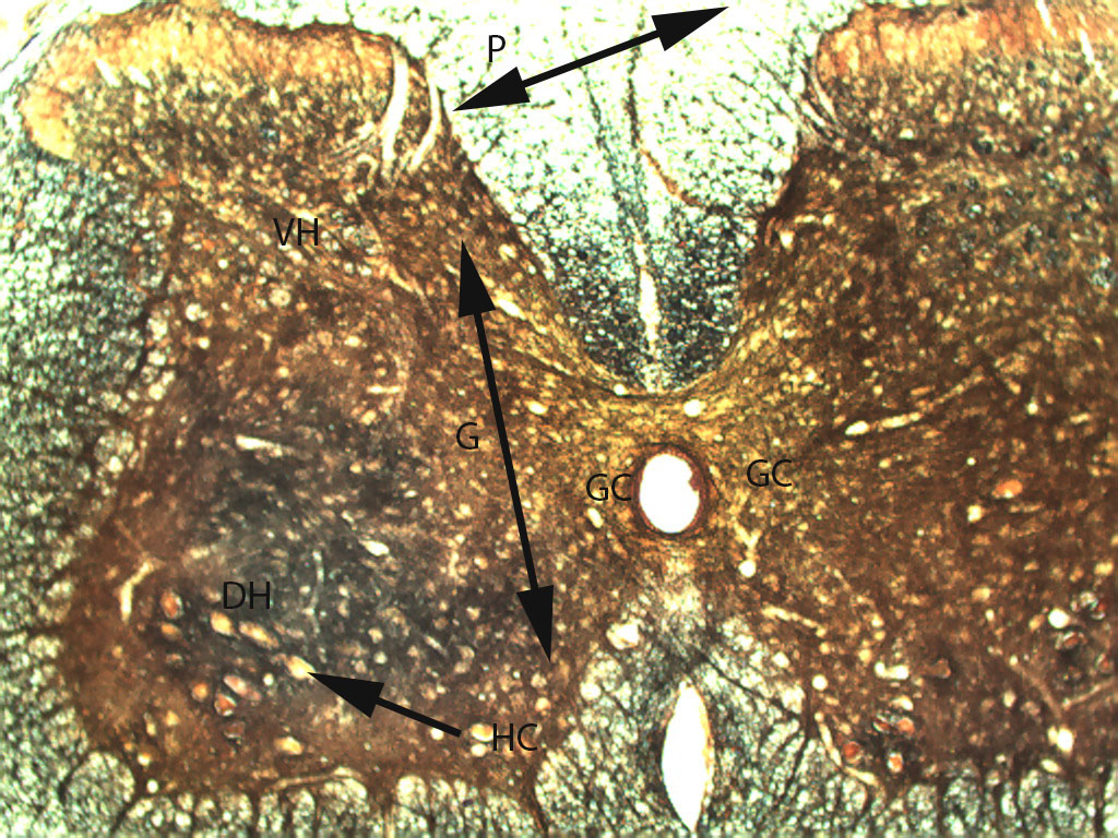 Lab 4 Muscle And Nervous Tissue Histology